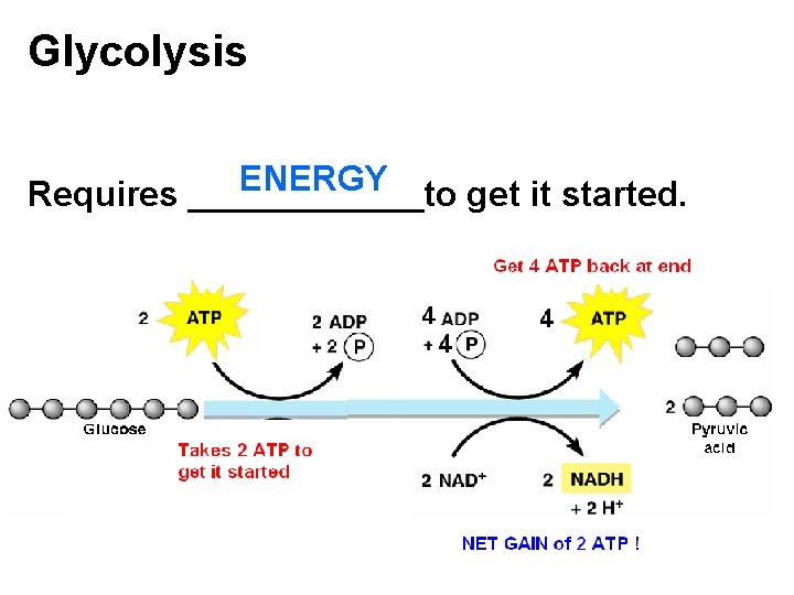 Glycolysis ENERGY Requires ______to get it started. 