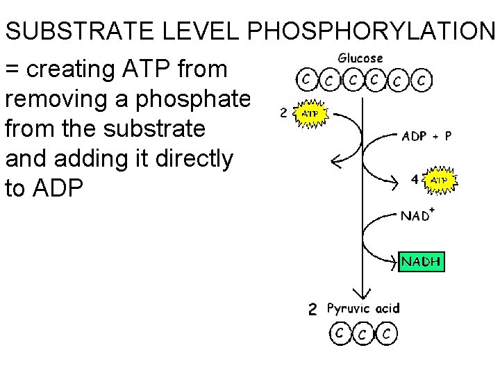SUBSTRATE LEVEL PHOSPHORYLATION = creating ATP from removing a phosphate from the substrate MITOCHONDRION