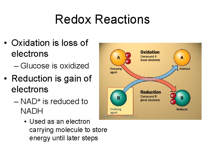 Redox Reactions • Oxidation is loss of electrons – Glucose is oxidized • Reduction
