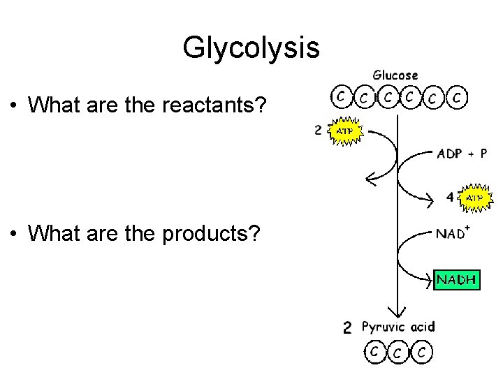 Glycolysis • What are the reactants? • What are the products? 