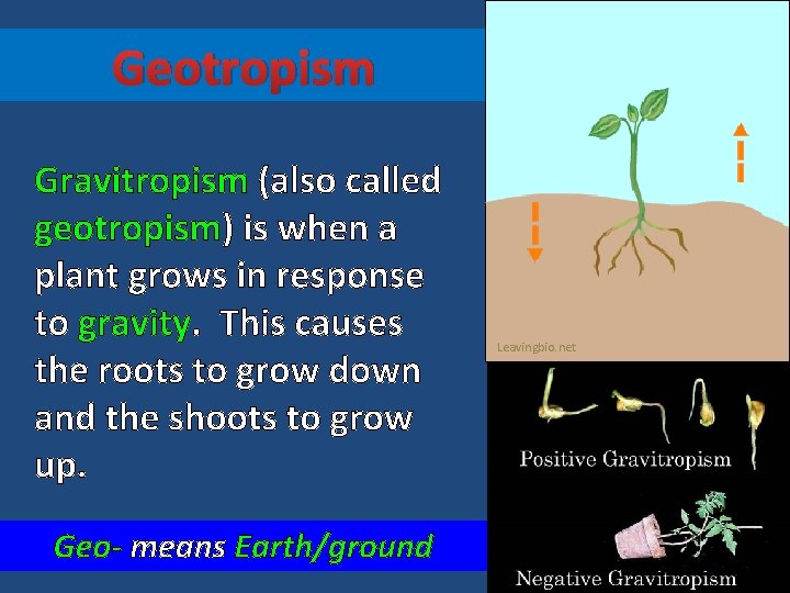 Geotropism Gravitropism (also called geotropism) is when a plant grows in response to gravity.