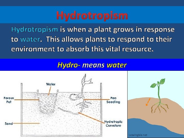 Hydrotropism is when a plant grows in response to water. This allows plants to