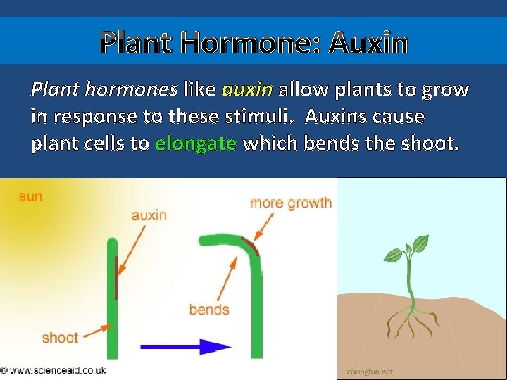 Plant Hormone: Auxin Plant hormones like auxin allow plants to grow in response to