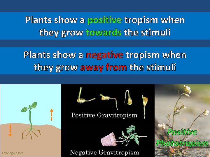 Plants show a positive tropism when they grow towards the stimuli Plants show a