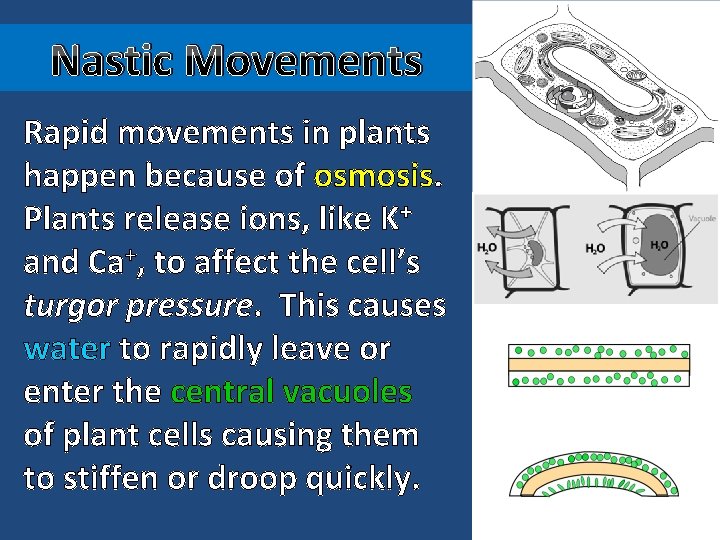 Nastic Movements Rapid movements in plants happen because of osmosis. Plants release ions, like