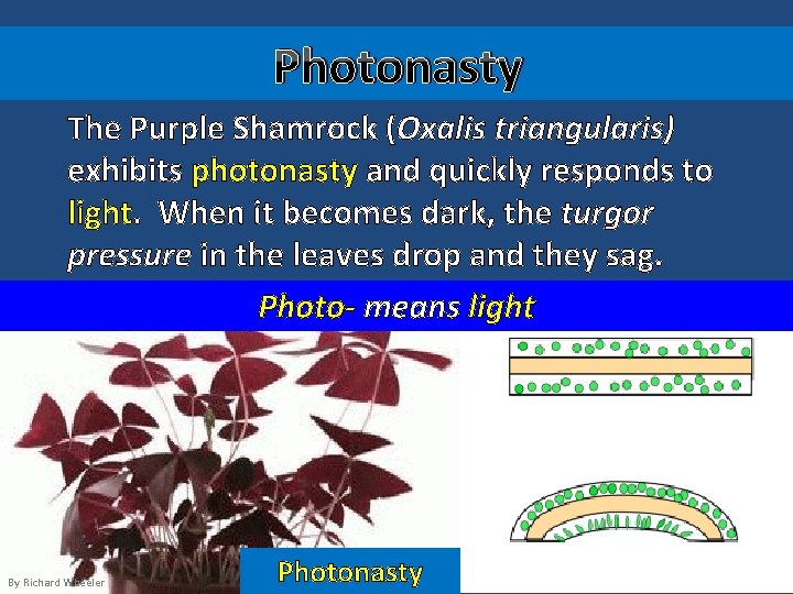 Photonasty The Purple Shamrock (Oxalis triangularis) exhibits photonasty and quickly responds to light. When