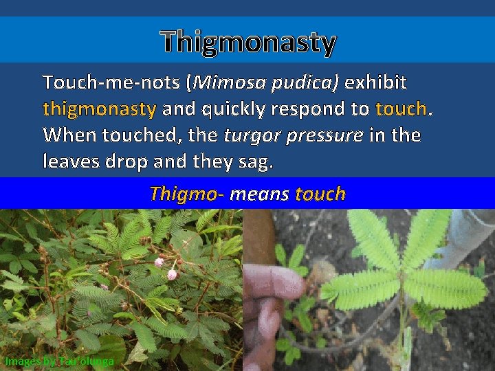 Thigmonasty Touch-me-nots (Mimosa pudica) exhibit thigmonasty and quickly respond to touch. When touched, the