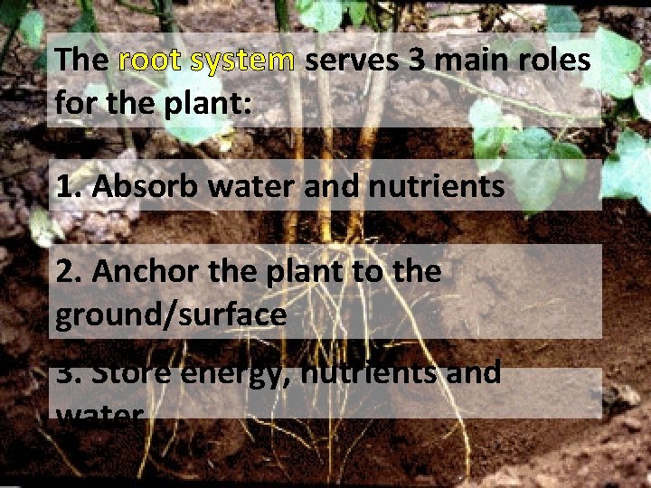 The root system serves 3 main roles for the plant: 1. Absorb water and