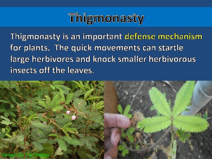 Thigmonasty is an important defense mechanism for plants. The quick movements can startle large