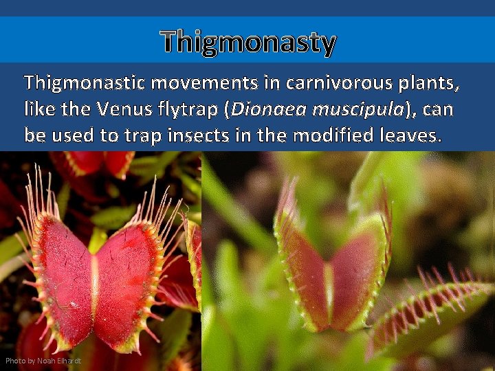 Thigmonasty Thigmonastic movements in carnivorous plants, like the Venus flytrap (Dionaea muscipula), can be