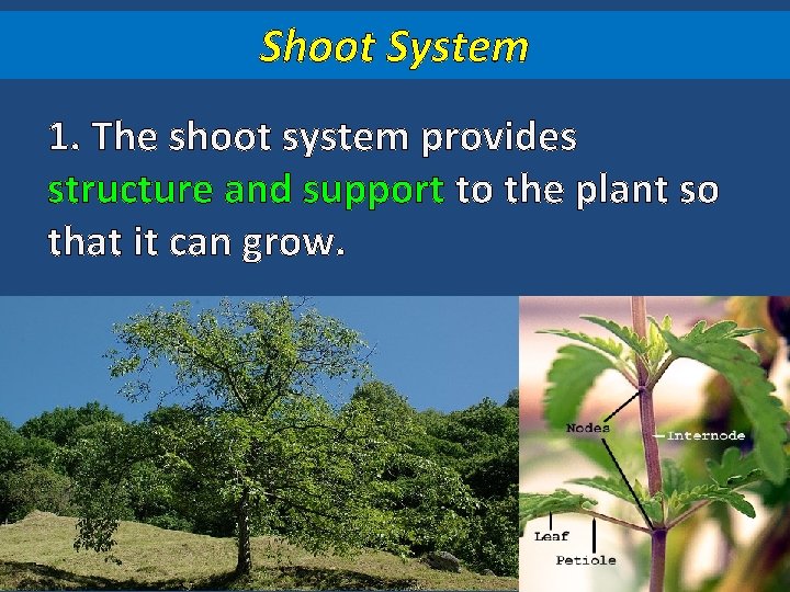 Shoot System 1. The shoot system provides structure and support to the plant so