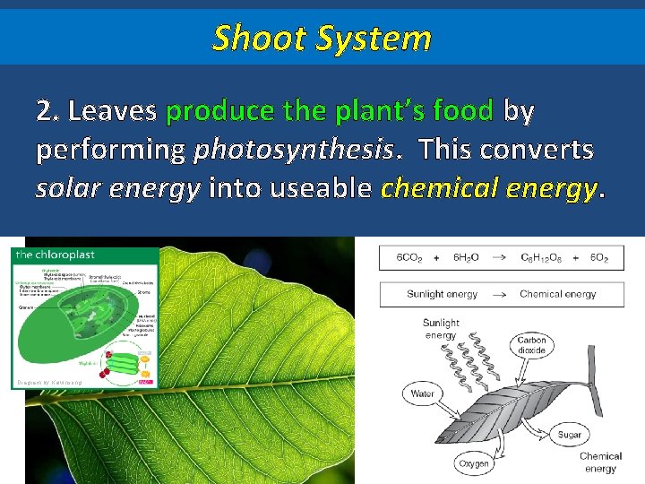 Shoot System 2. Leaves produce the plant’s food by performing photosynthesis. This converts solar
