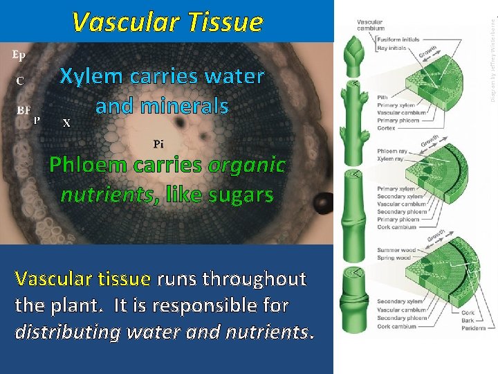 Xylem carries water and minerals Phloem carries organic nutrients, like sugars Vascular tissue runs