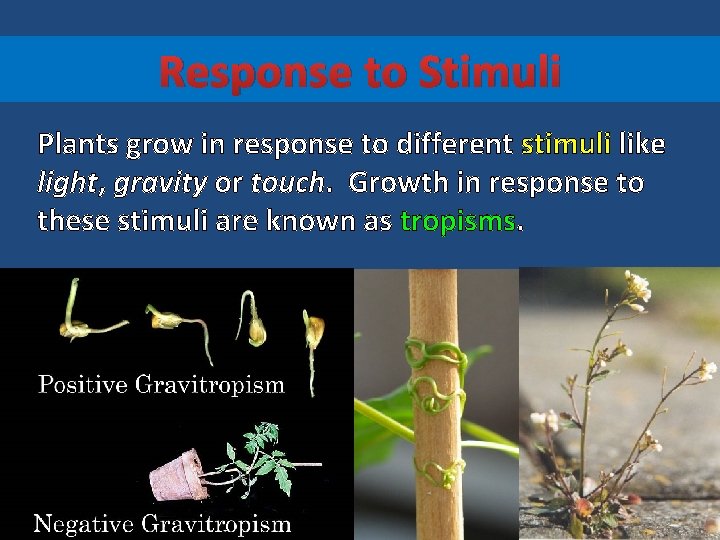 Response to Stimuli Plants grow in response to different stimuli like light, gravity or