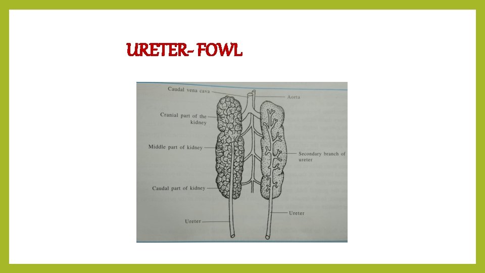 URETER- FOWL 
