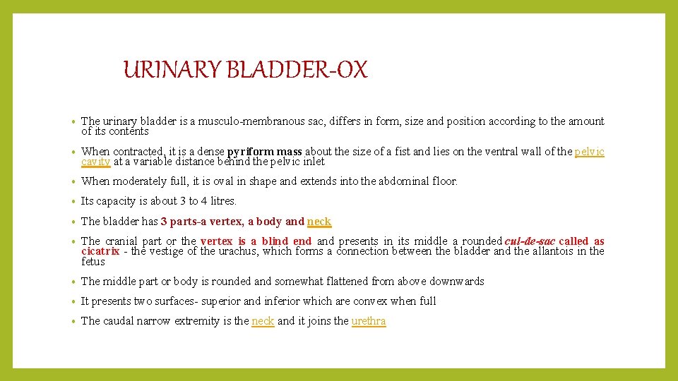 URINARY BLADDER-OX • The urinary bladder is a musculo-membranous sac, differs in form, size