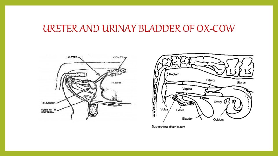 URETER AND URINAY BLADDER OF OX-COW 