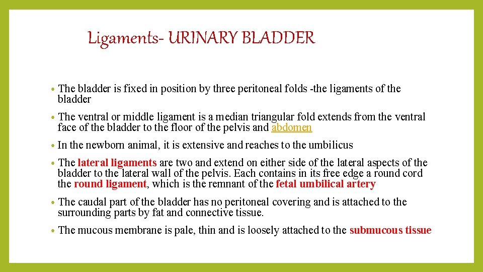Ligaments- URINARY BLADDER • The bladder is fixed in position by three peritoneal folds