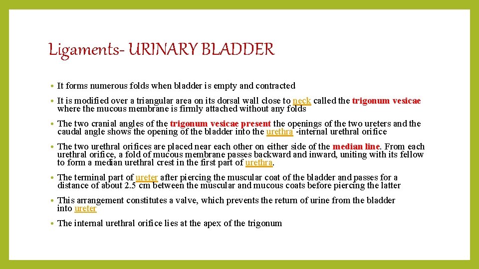 Ligaments- URINARY BLADDER • It forms numerous folds when bladder is empty and contracted