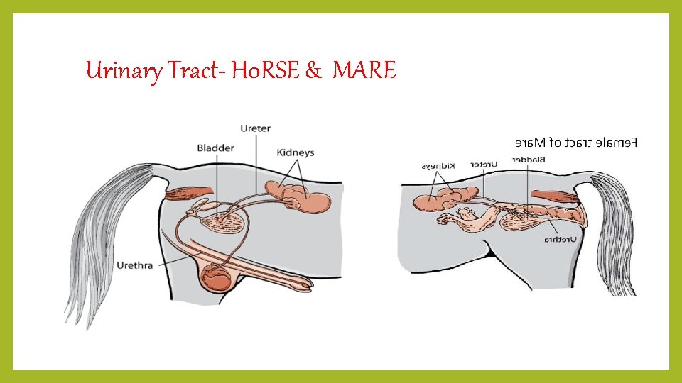 Urinary Tract- H 0 RSE & MARE 