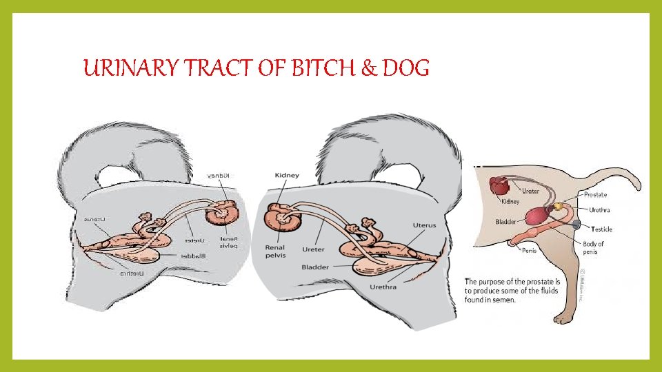 URINARY TRACT OF BITCH & DOG 