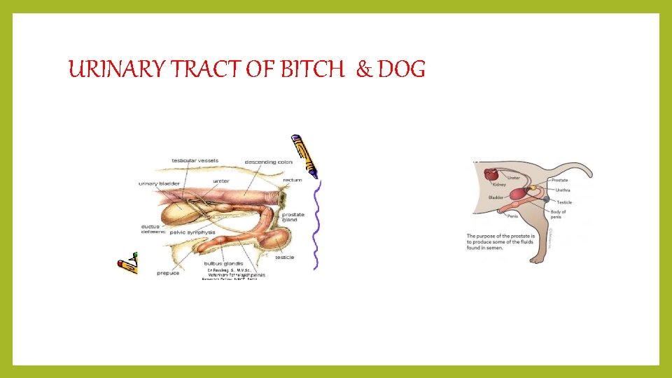 URINARY TRACT OF BITCH & DOG 