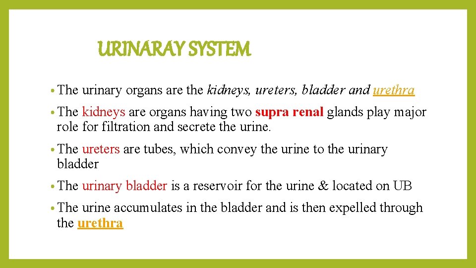 URINARAY SYSTEM • The urinary organs are the kidneys, ureters, bladder and urethra •