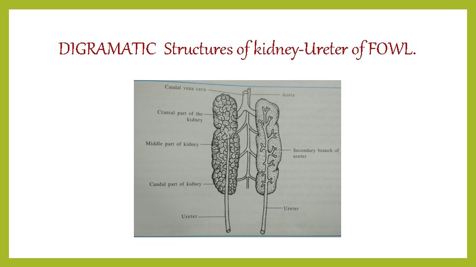 DIGRAMATIC Structures of kidney-Ureter of FOWL. 