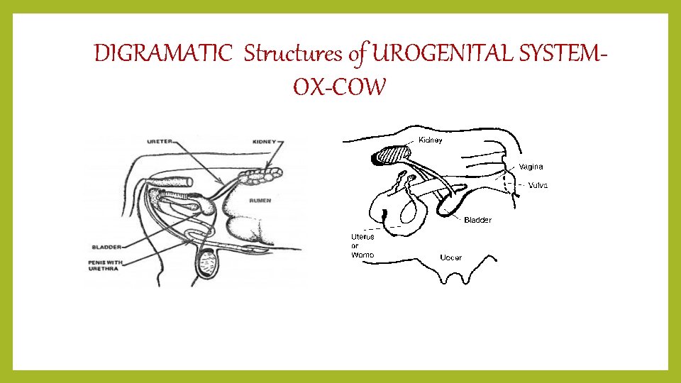 DIGRAMATIC Structures of UROGENITAL SYSTEMOX-COW 