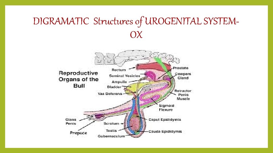 DIGRAMATIC Structures of UROGENITAL SYSTEMOX 