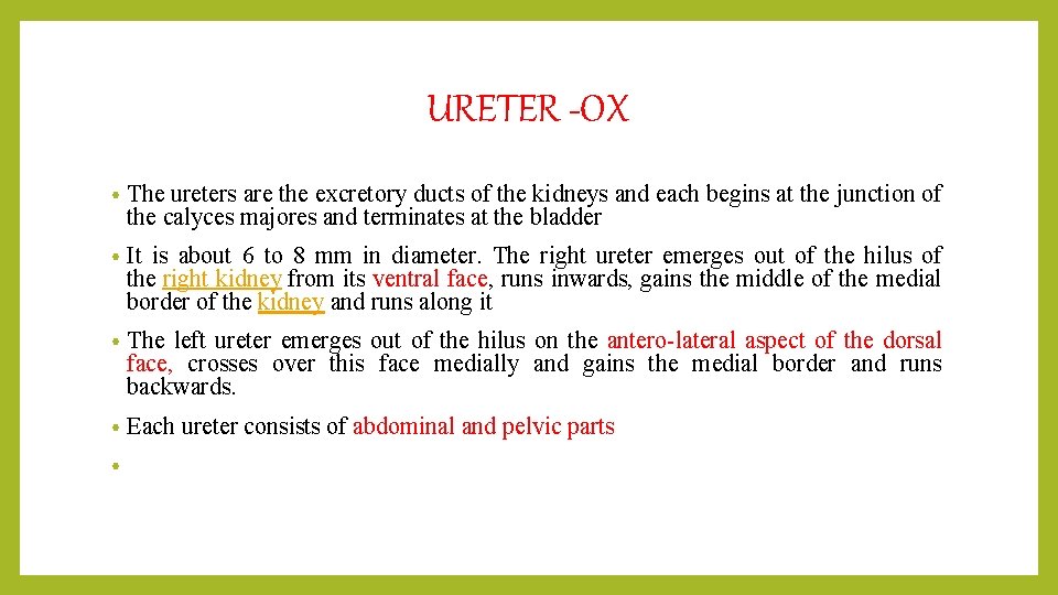 URETER -OX • The ureters are the excretory ducts of the kidneys and each