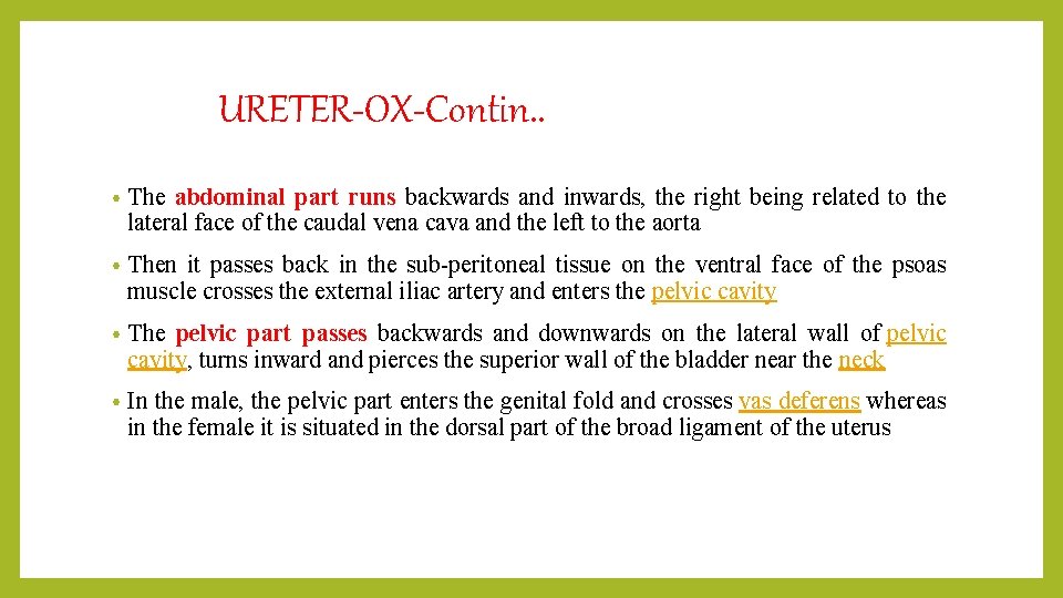 URETER-OX-Contin. . • The abdominal part runs backwards and inwards, the right being related