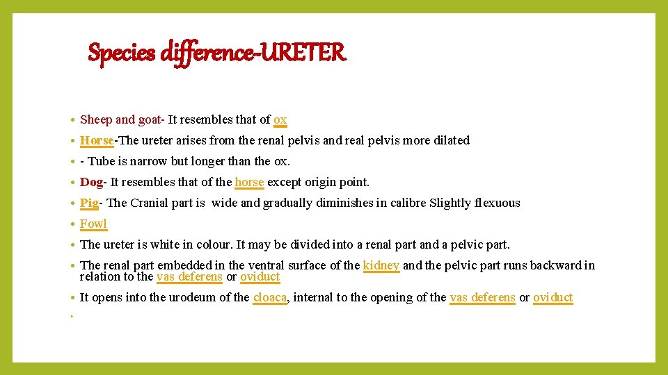 Species difference-URETER • Sheep and goat- It resembles that of ox • Horse-The ureter