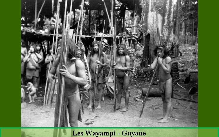 Les Wayampi - Guyane 