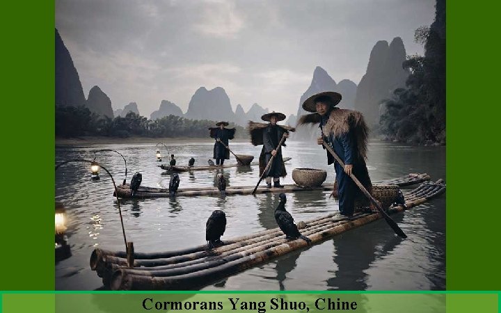 Cormorans Yang Shuo, Chine 