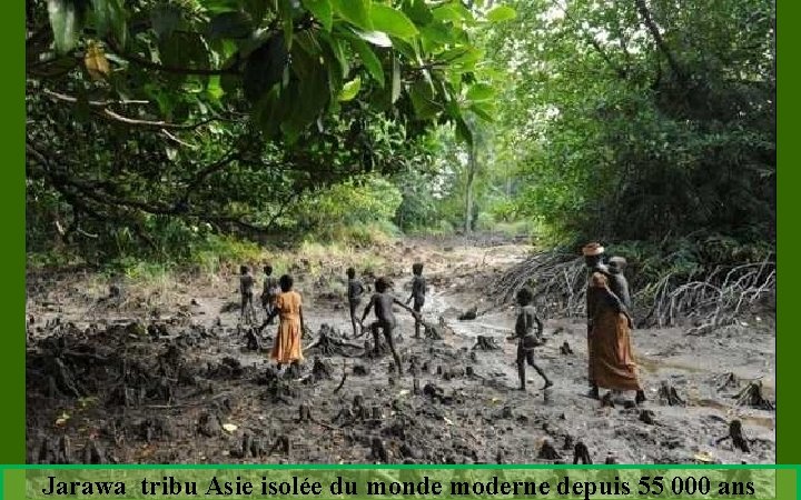 Jarawa tribu Asie isolée du monde moderne depuis 55 000 ans 