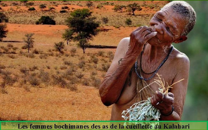 Les femmes bochimanes des as de la cueillette au Kalahari 