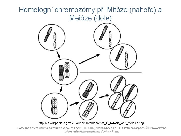 Homologní chromozómy při Mitóze (nahoře) a Meióze (dole) http: //cs. wikipedia. org/wiki/Soubor: Chromosomes_in_mitosis_and_meiosis. png