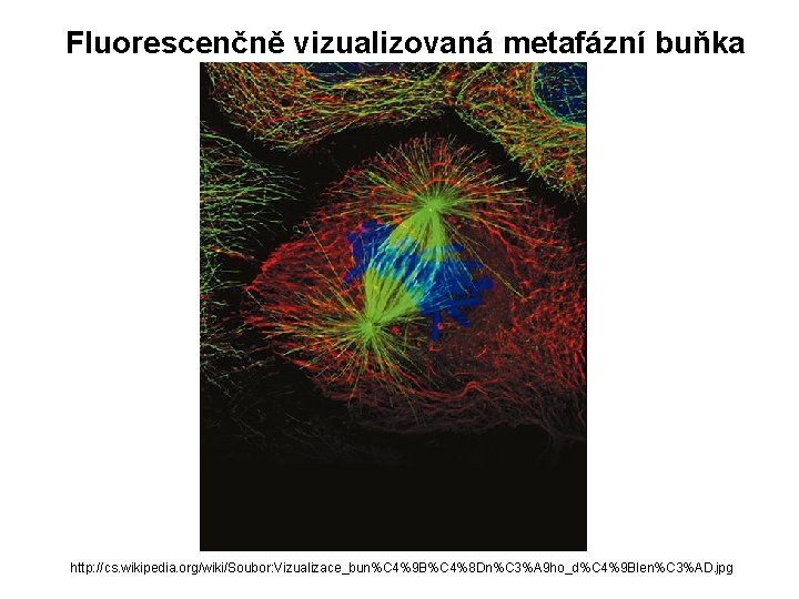 Fluorescenčně vizualizovaná metafázní buňka http: //cs. wikipedia. org/wiki/Soubor: Vizualizace_bun%C 4%9 B%C 4%8 Dn%C 3%A