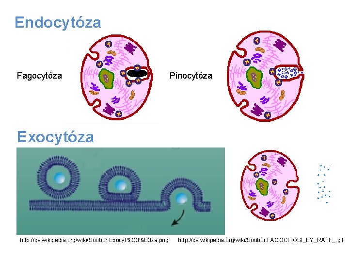 Endocytóza Fagocytóza Pinocytóza Exocytóza http: //cs. wikipedia. org/wiki/Soubor: Exocyt%C 3%B 3 za. png http: