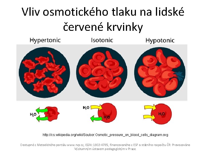 Vliv osmotického tlaku na lidské červené krvinky http: //cs. wikipedia. org/wiki/Soubor: Osmotic_pressure_on_blood_cells_diagram. svg Dostupné