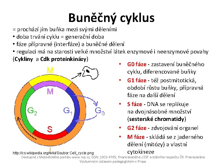 Buněčný cyklus = prochází jím buňka mezi svými děleními • doba trvání cyklu =