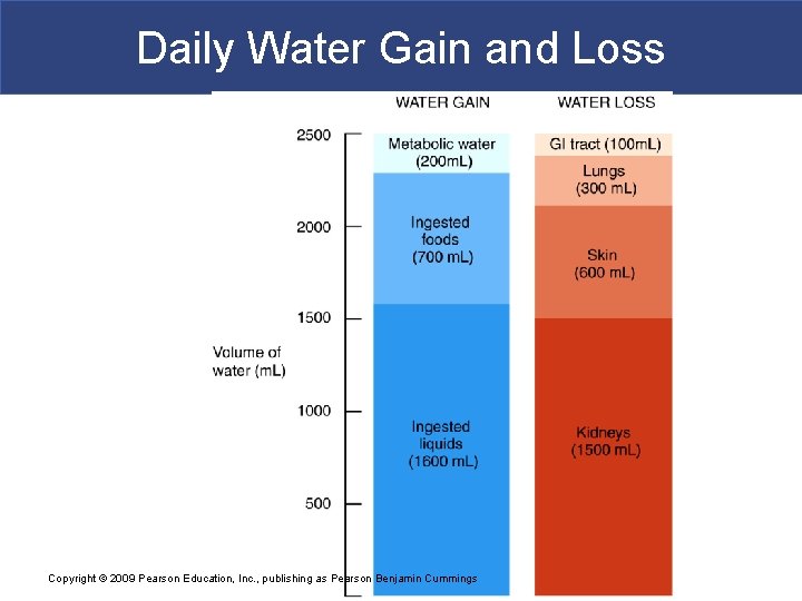 Daily Water Gain and Loss Copyright © 2009 Pearson Education, Inc. , publishing as
