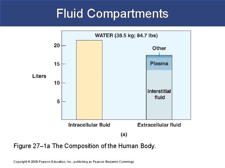 Fluid Compartments Figure 27– 1 a The Composition of the Human Body. Copyright ©