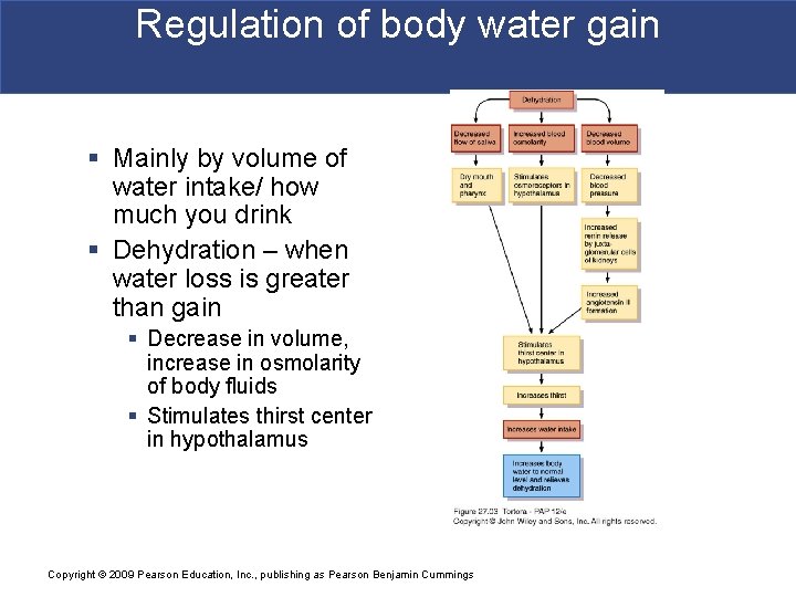 Regulation of body water gain § Mainly by volume of water intake/ how much