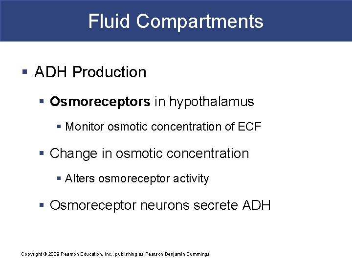 Fluid Compartments § ADH Production § Osmoreceptors in hypothalamus § Monitor osmotic concentration of