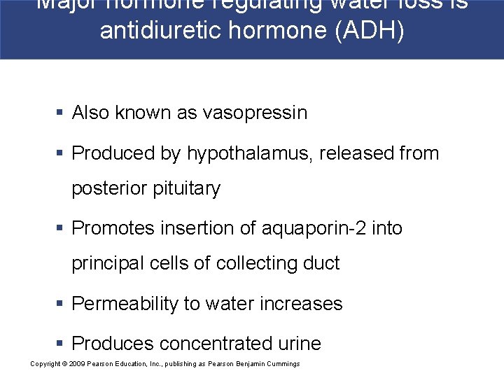 Major hormone regulating water loss is antidiuretic hormone (ADH) § Also known as vasopressin