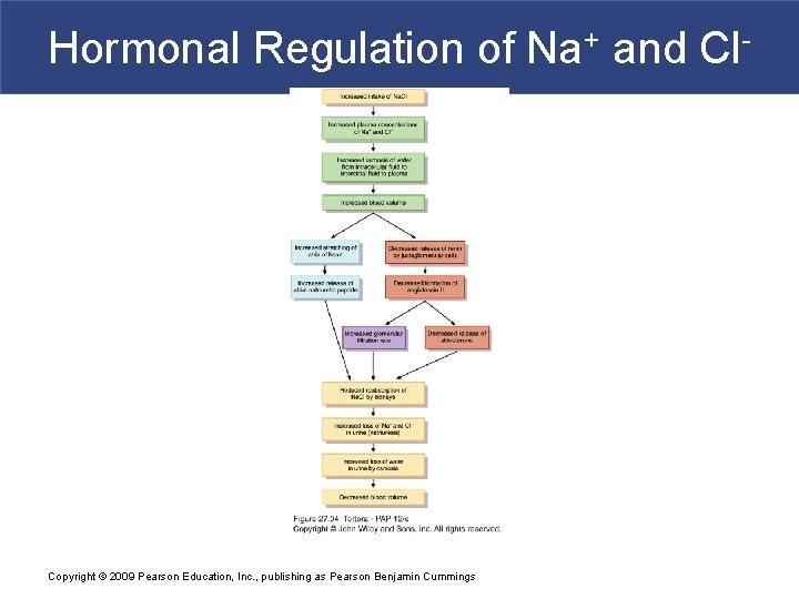 Hormonal Regulation of Na+ and Cl- Copyright © 2009 Pearson Education, Inc. , publishing