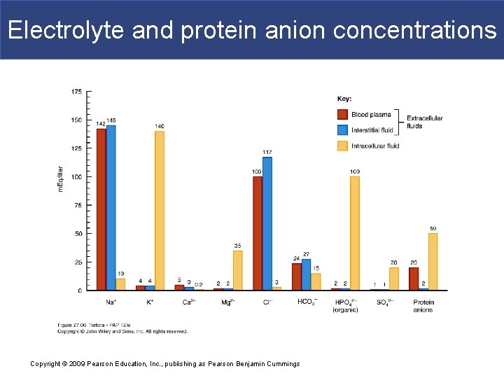 Electrolyte and protein anion concentrations Copyright © 2009 Pearson Education, Inc. , publishing as