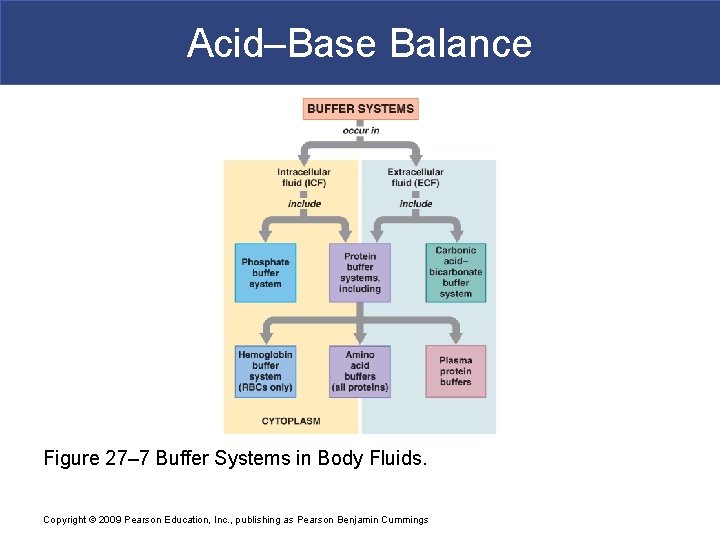 Acid–Base Balance Figure 27– 7 Buffer Systems in Body Fluids. Copyright © 2009 Pearson